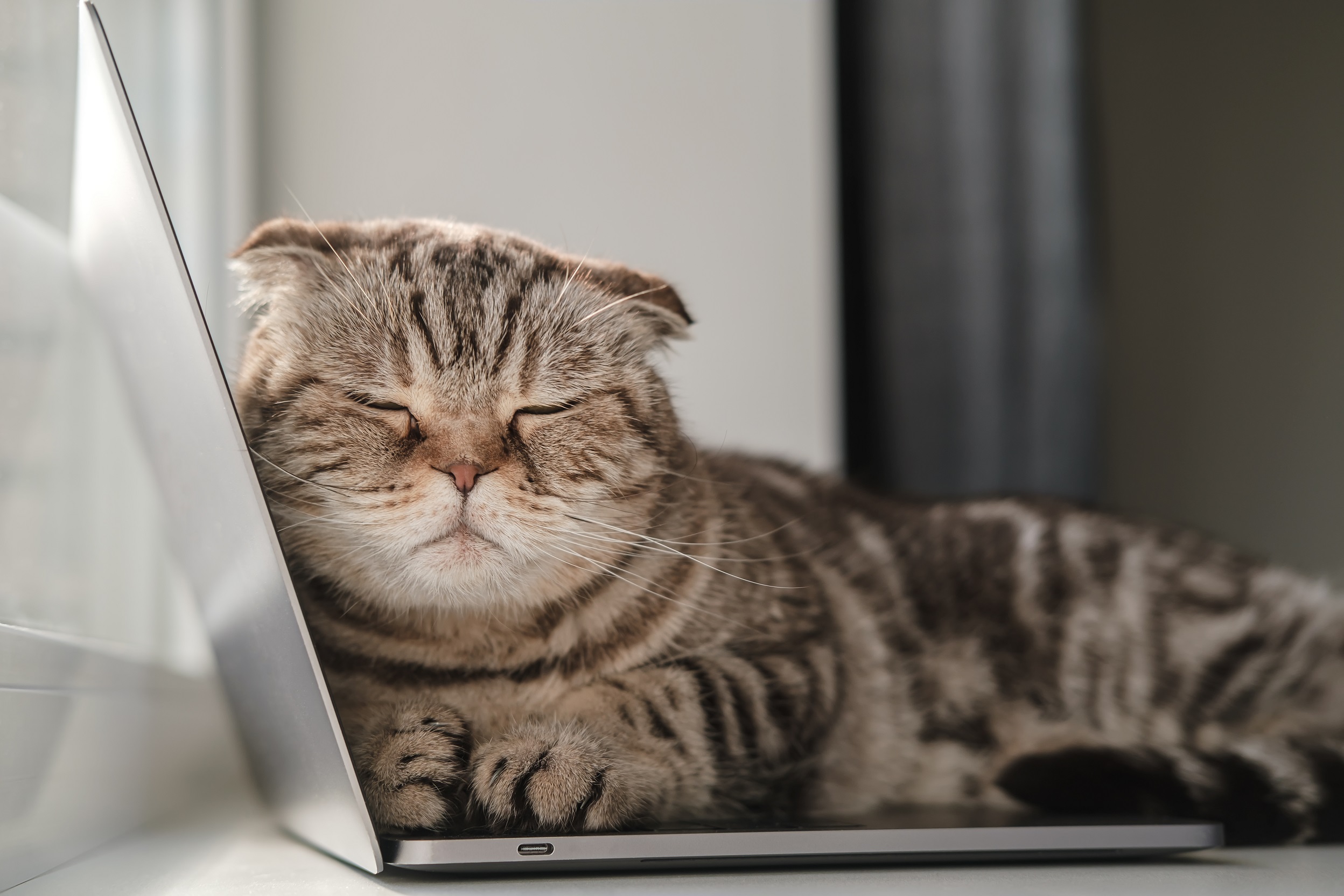 Kot śpi na laptopie