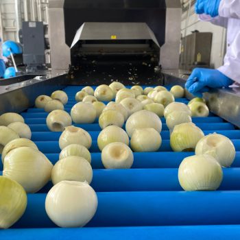 ebule na taśmie produkcyjnej, ręka pracownika w rękawiczce